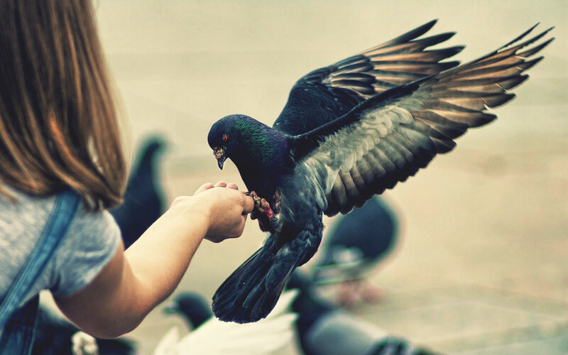 Pigeon Landing on Hand