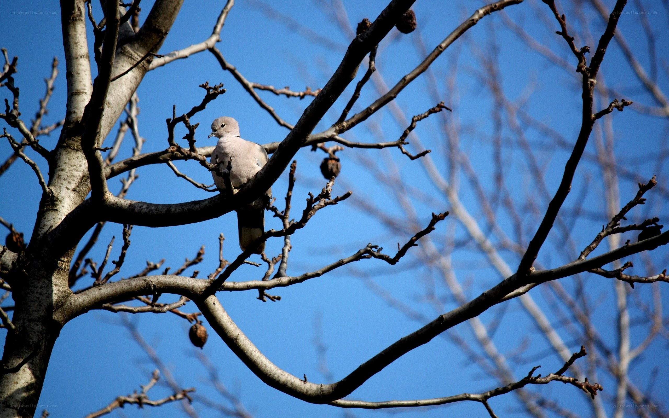 Pigeon on a bare tree branch