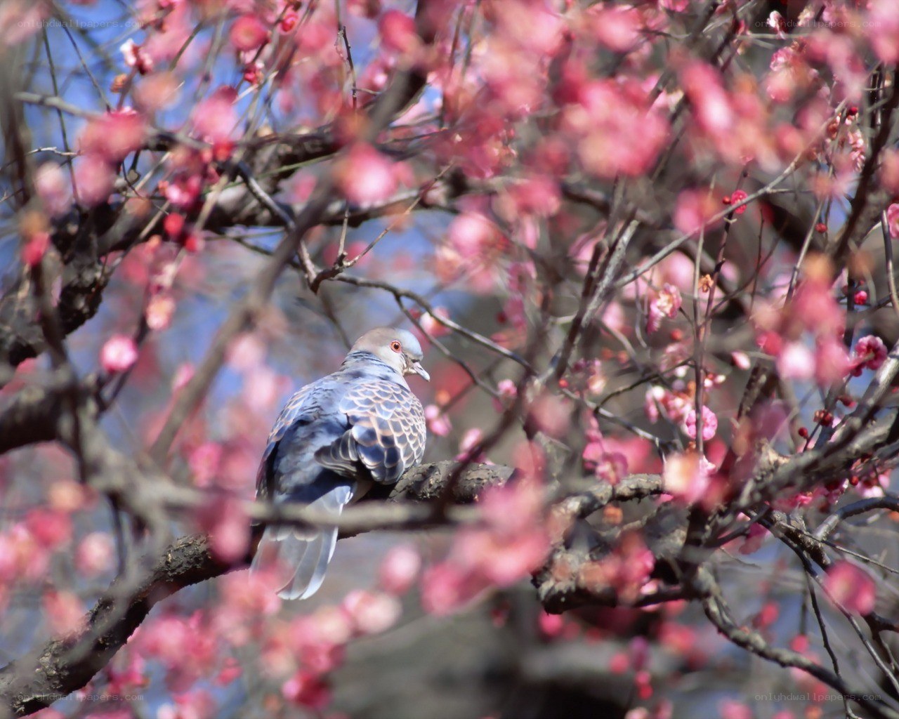 Pigeon on a blossoming branch