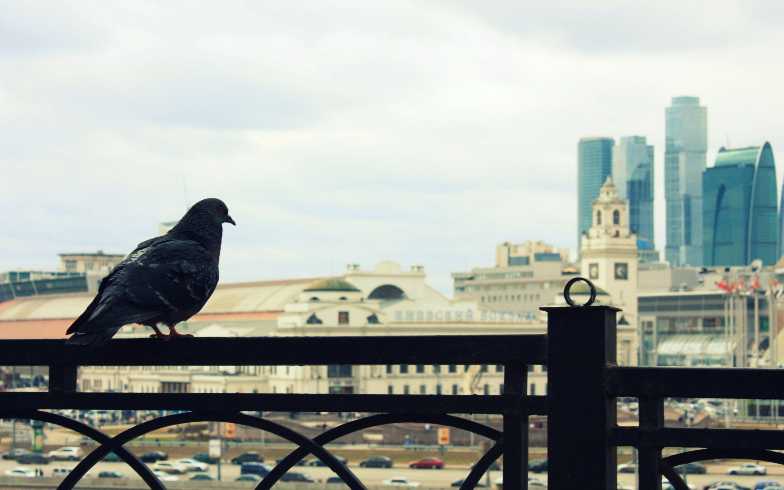 Pigeon on a city bridge