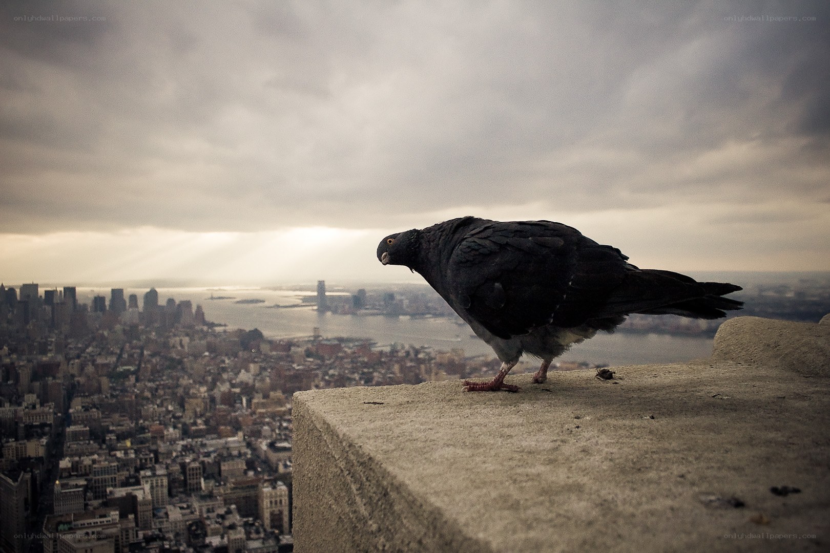 Pigeon on a city ledge
