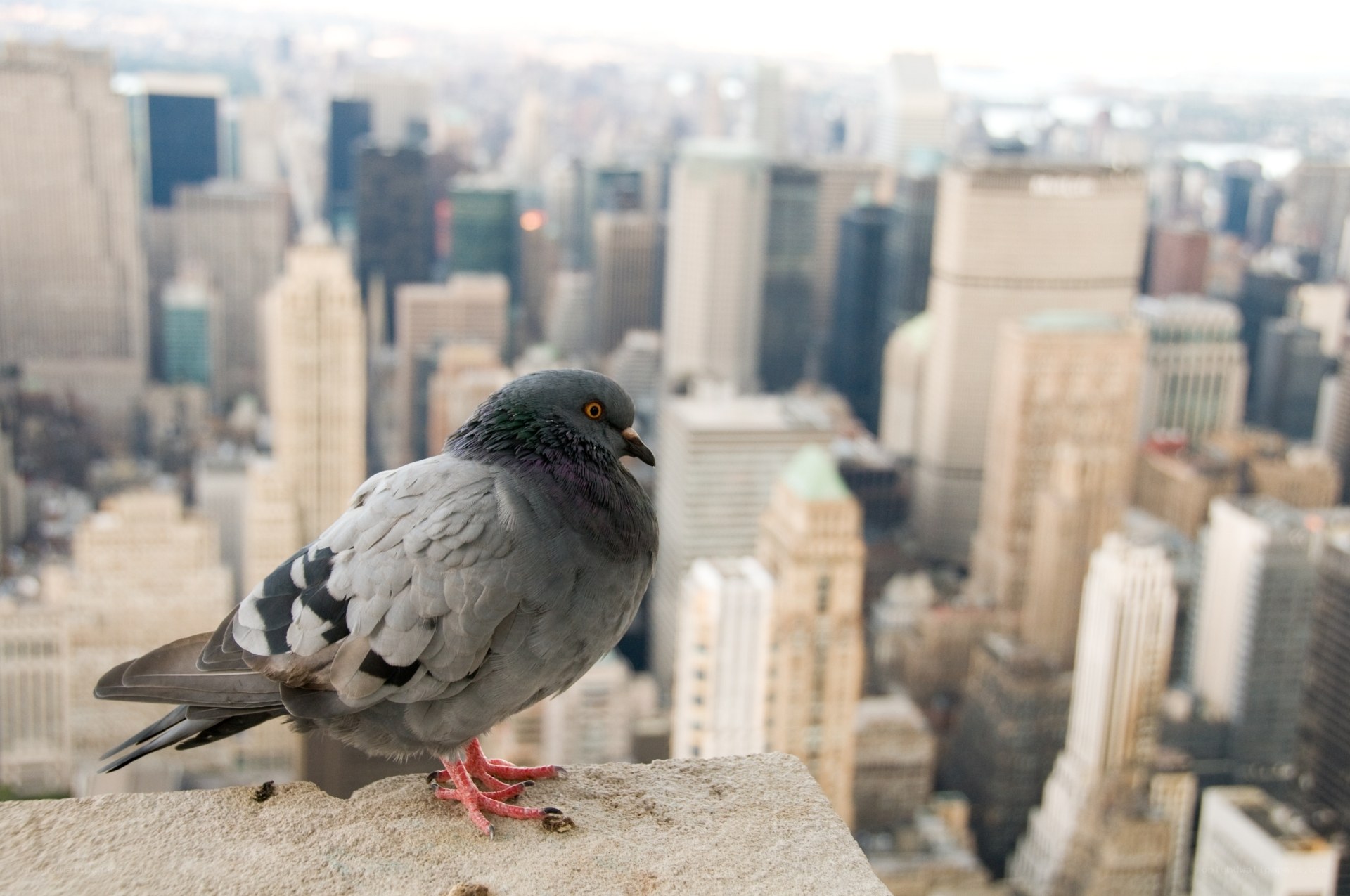 Pigeon on a city ledge