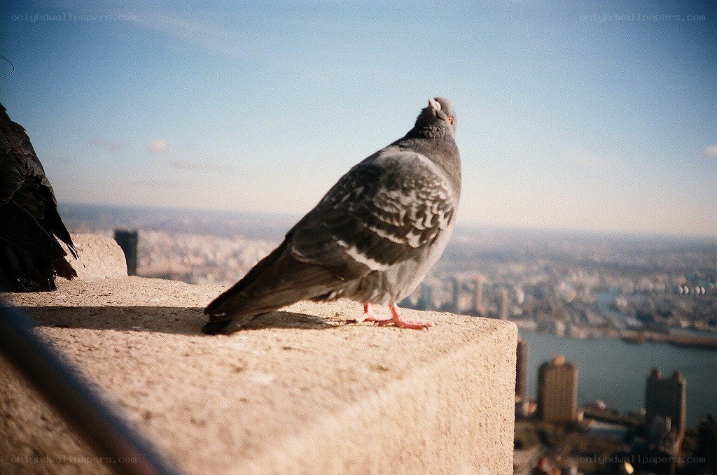 Pigeon on a city ledge