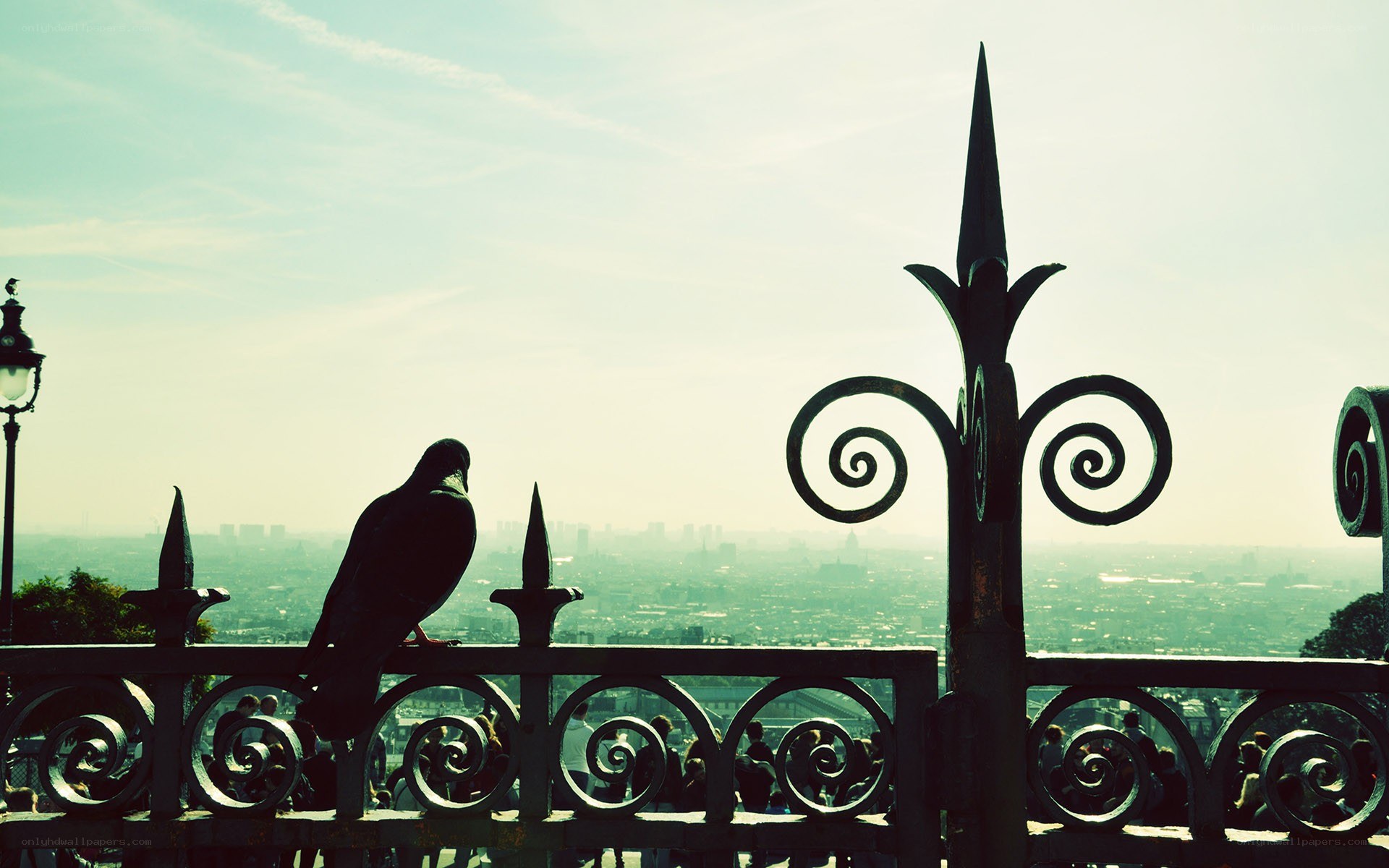 Pigeon on a city view