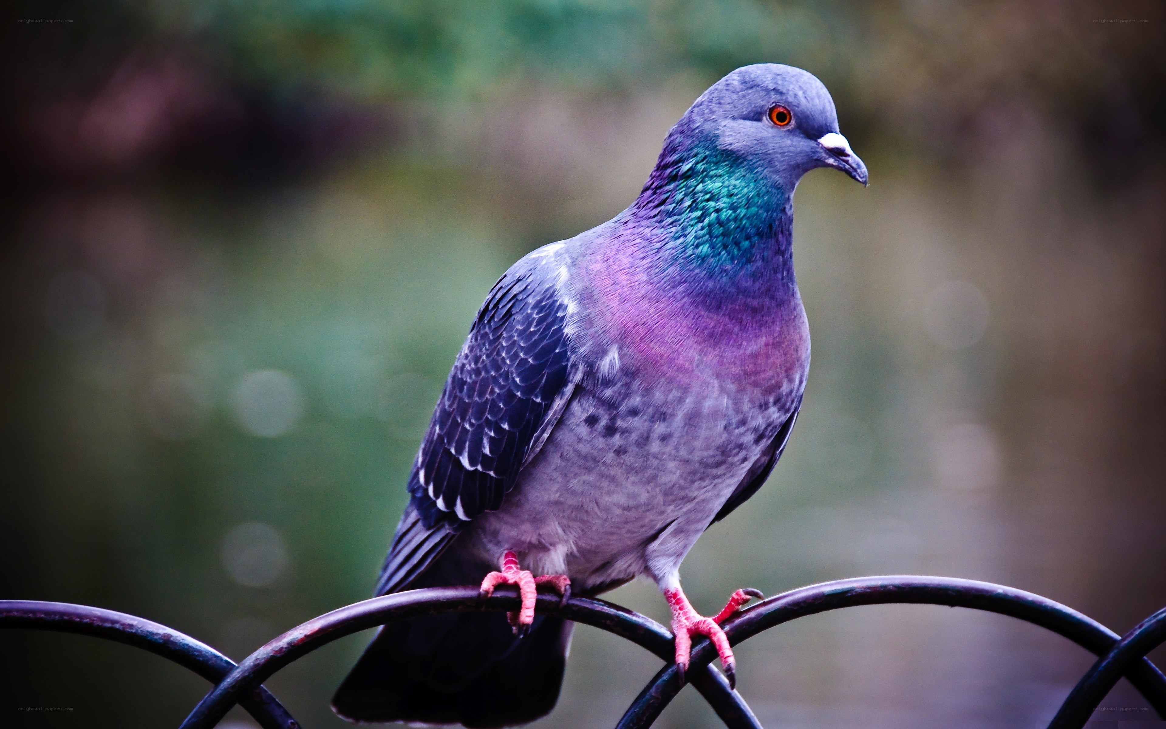 pigeon on a fence