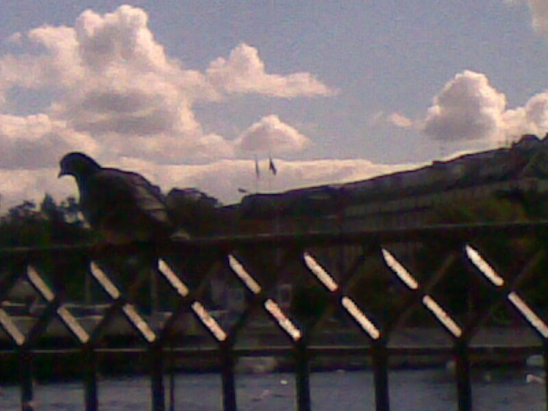 Pigeon on a fence