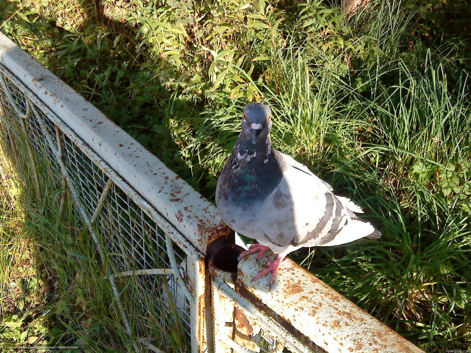 pigeon on a fence