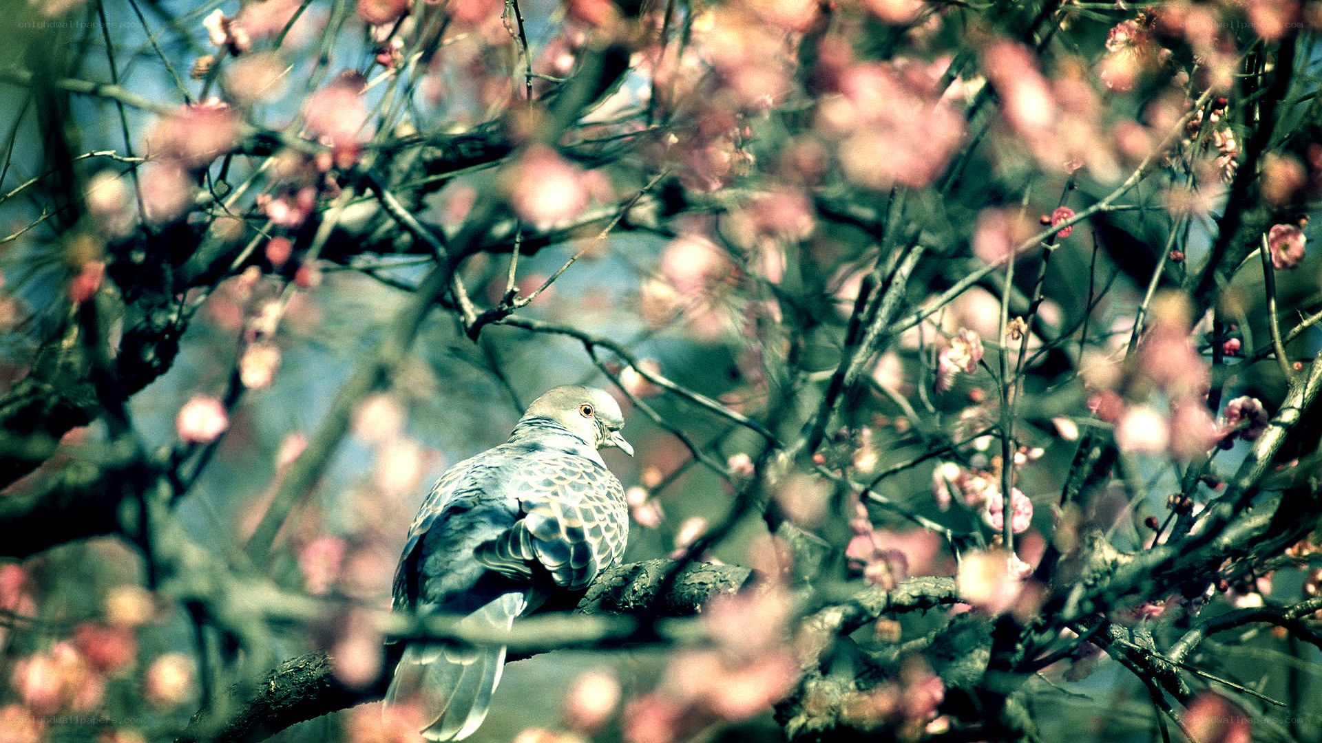 Pigeon on a flowering branch