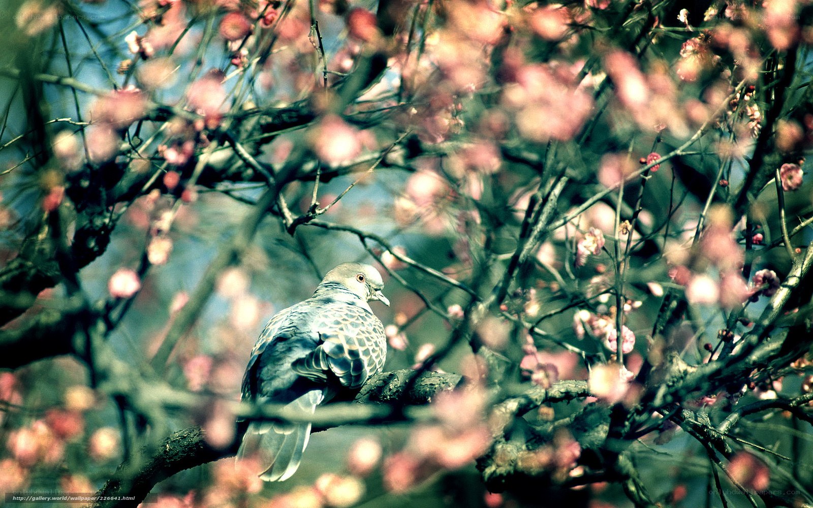 Pigeon on a flowering branch