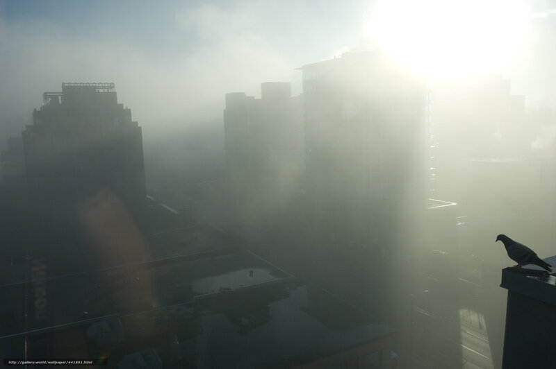 Pigeon on a foggy city rooftop