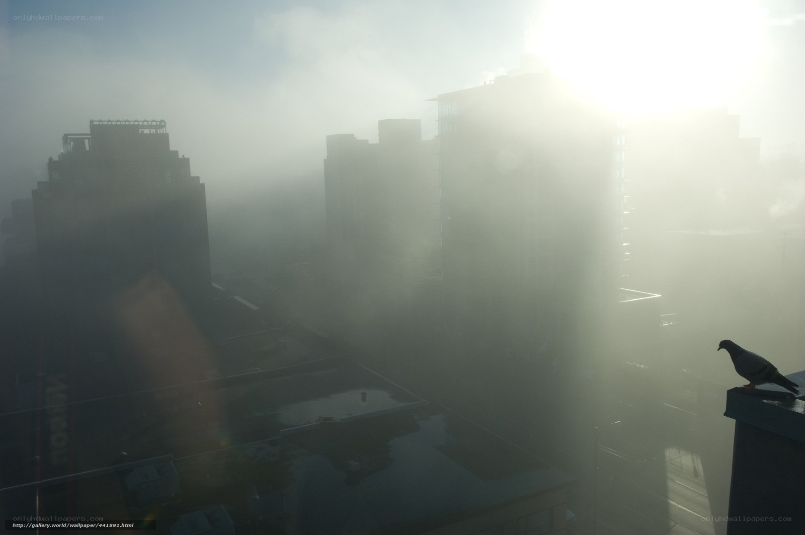 Pigeon on a foggy city rooftop
