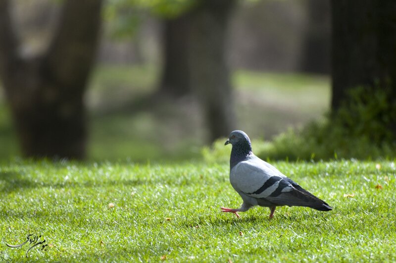 Pigeon on a grassy lawn