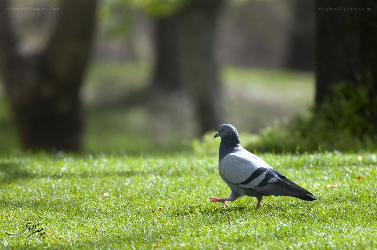 Pigeon on a grassy lawn