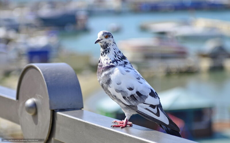 Pigeon on a Harbor Railing