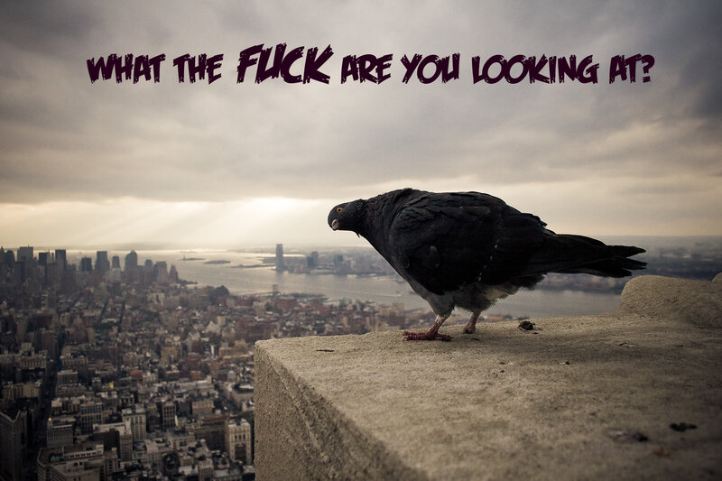 pigeon on a ledge