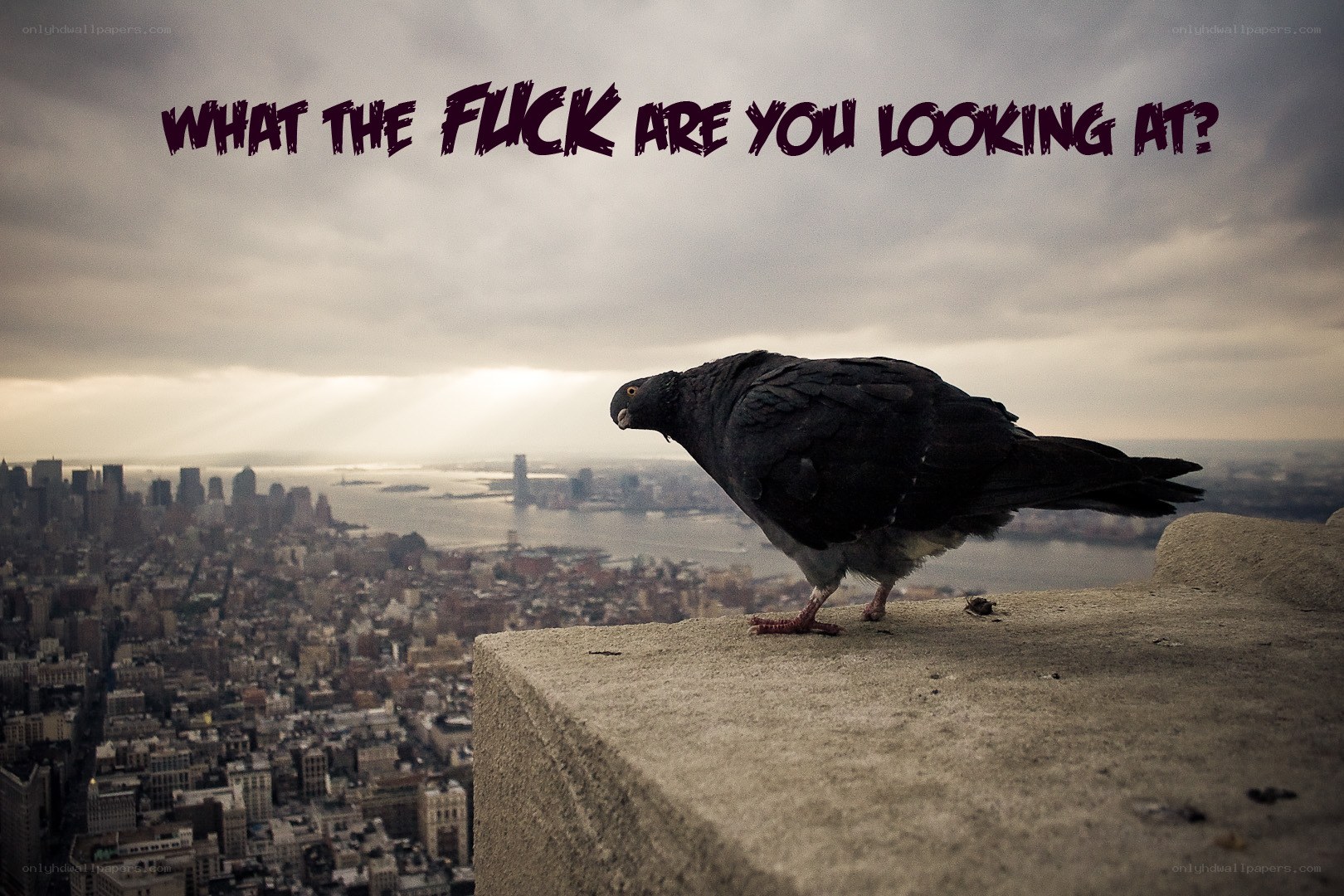 pigeon on a ledge