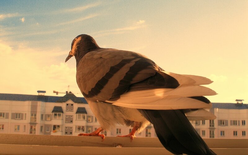 Pigeon on a Ledge — Brown