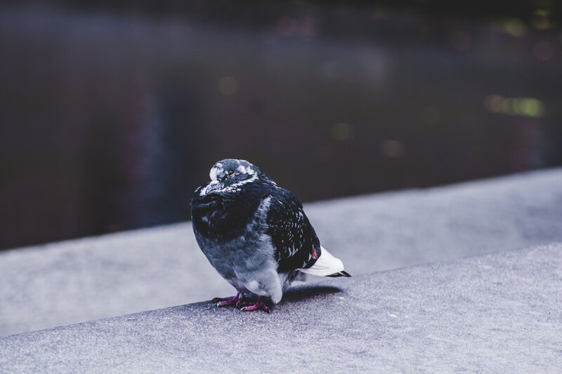 pigeon on a ledge