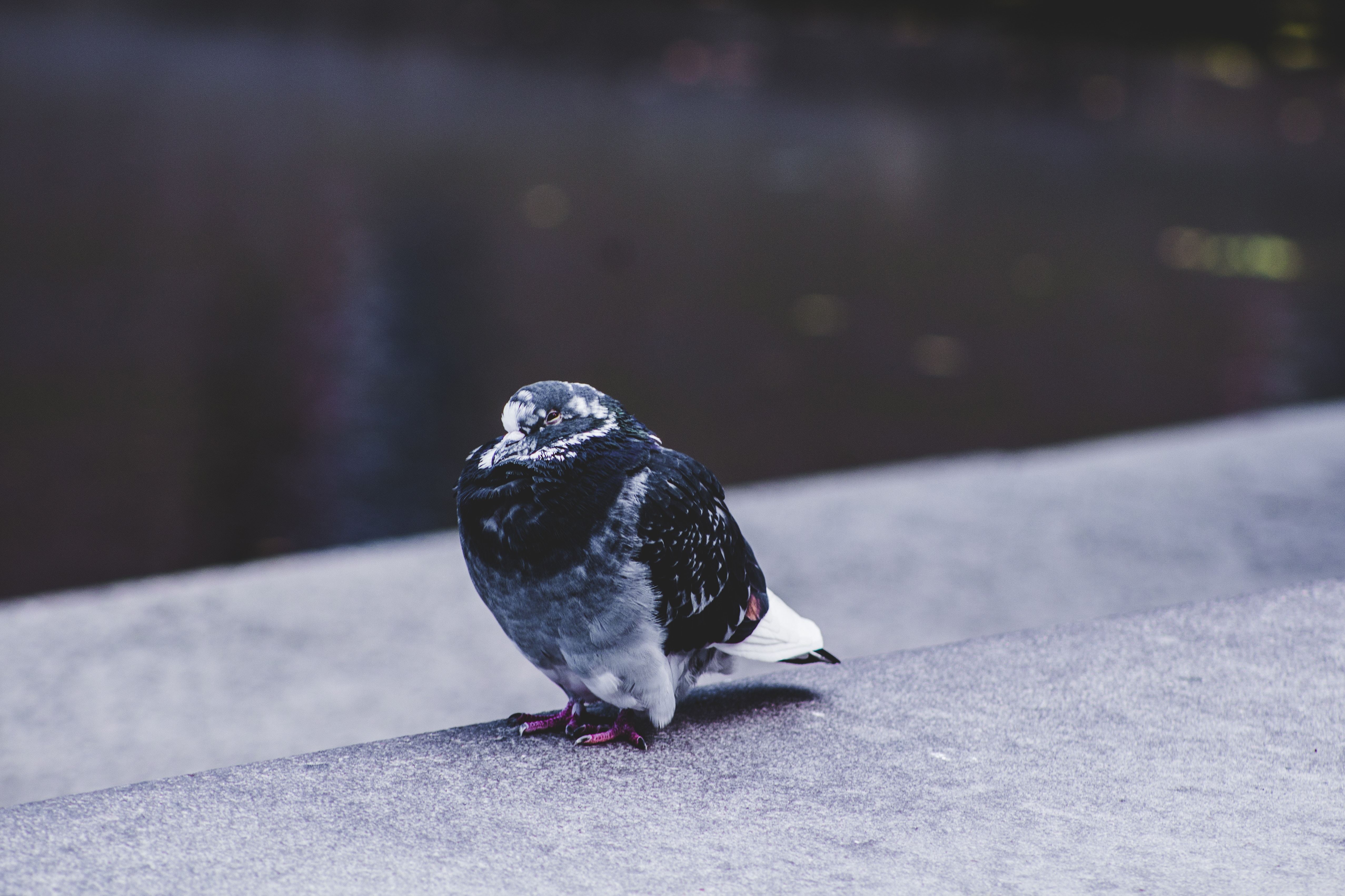 pigeon on a ledge