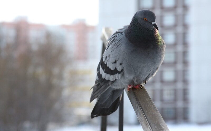 pigeon on a railing