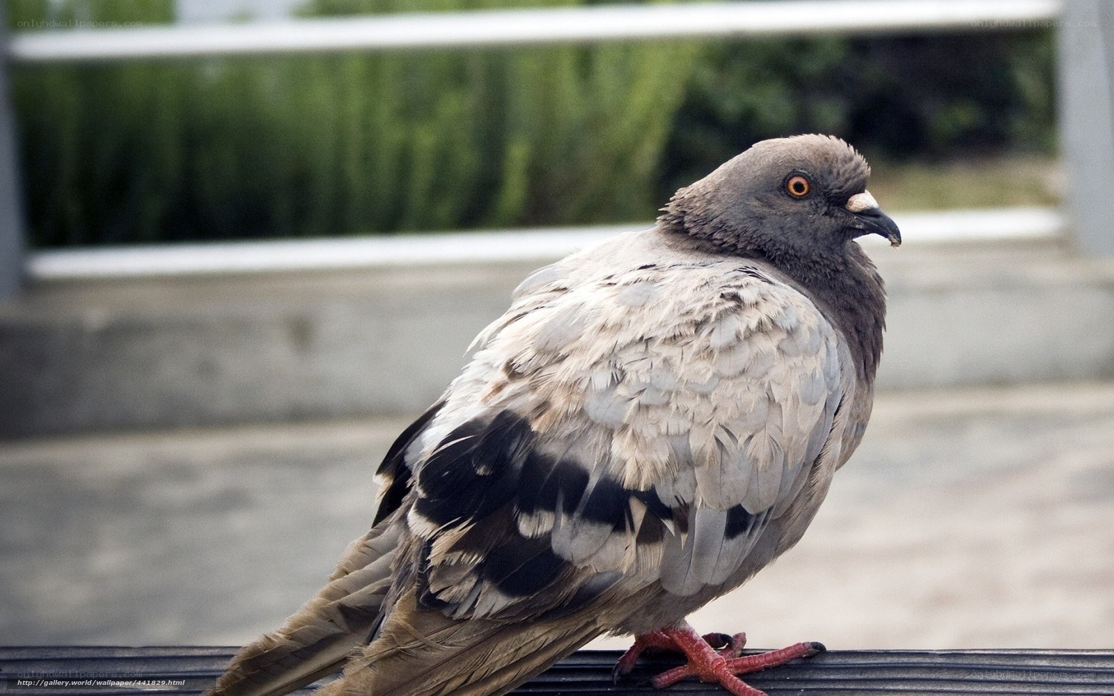 pigeon on a railing