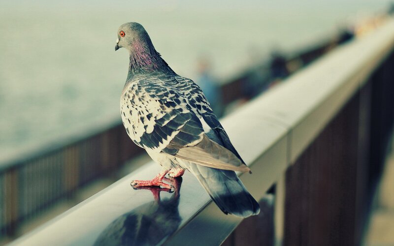 pigeon on a railing