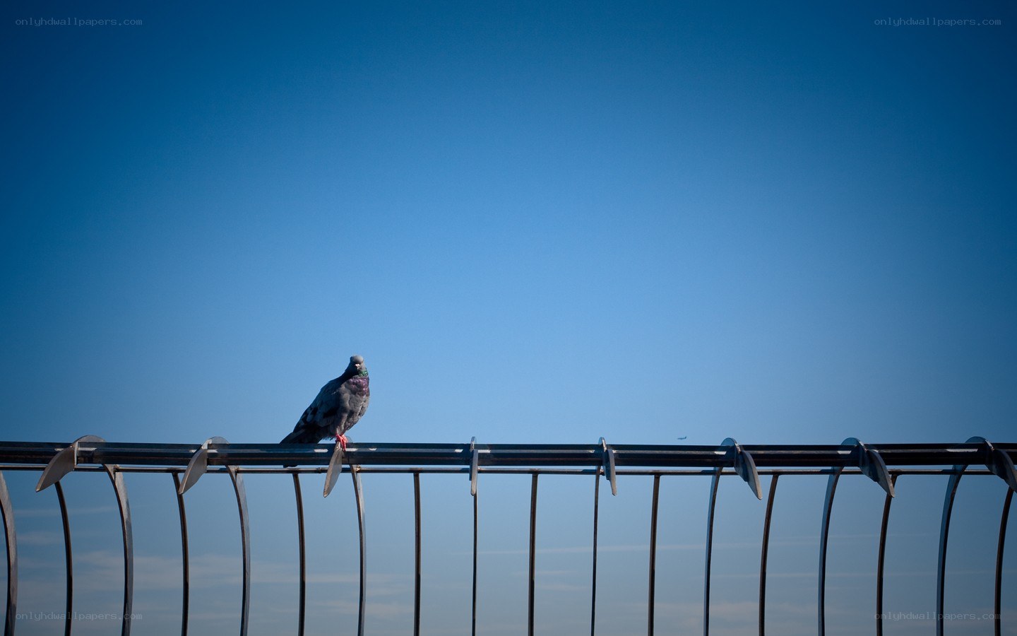 Pigeon on a railing