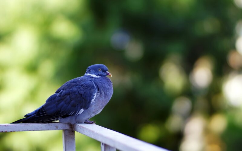 Pigeon on a Railing — Blue