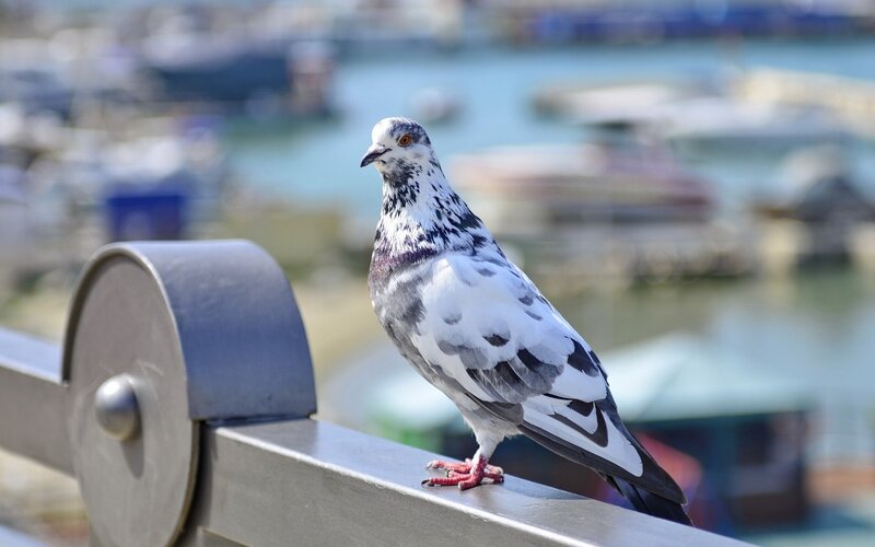 Pigeon on a railing by the water