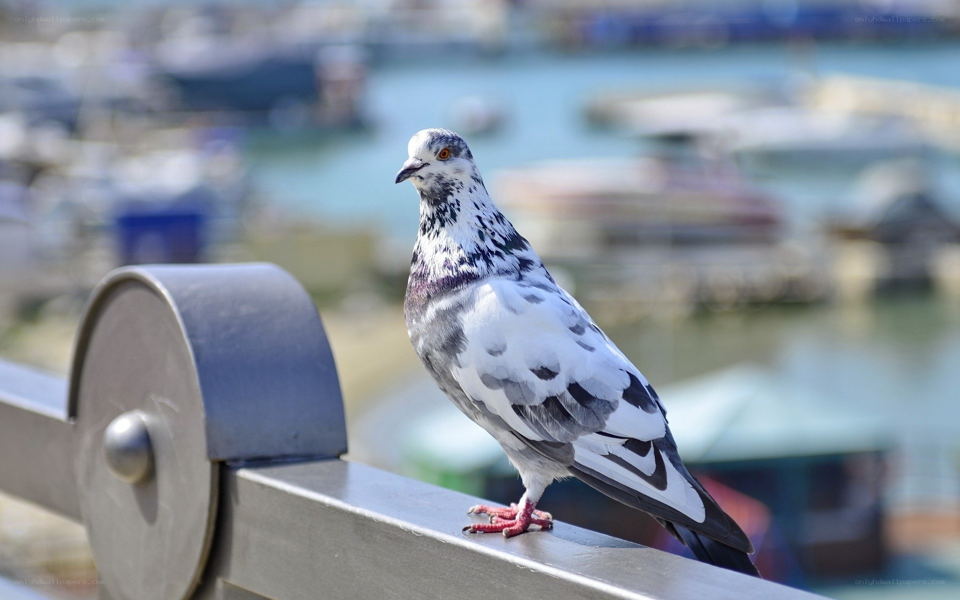 Pigeon on a railing by the water