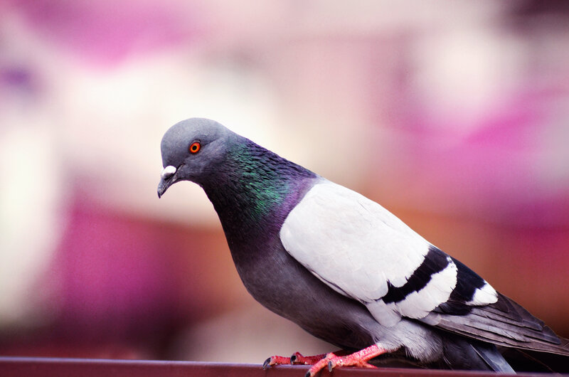 Pigeon on a Railing — Gray, Calm, Photograph, Blurry Background