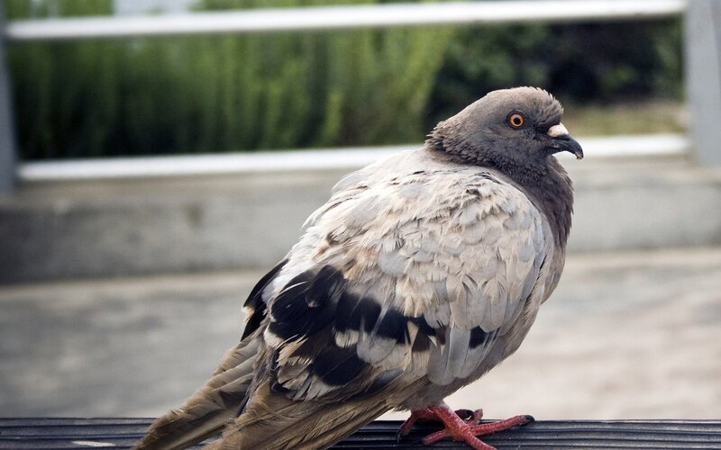 Pigeon on a Railing — Gray, Calm