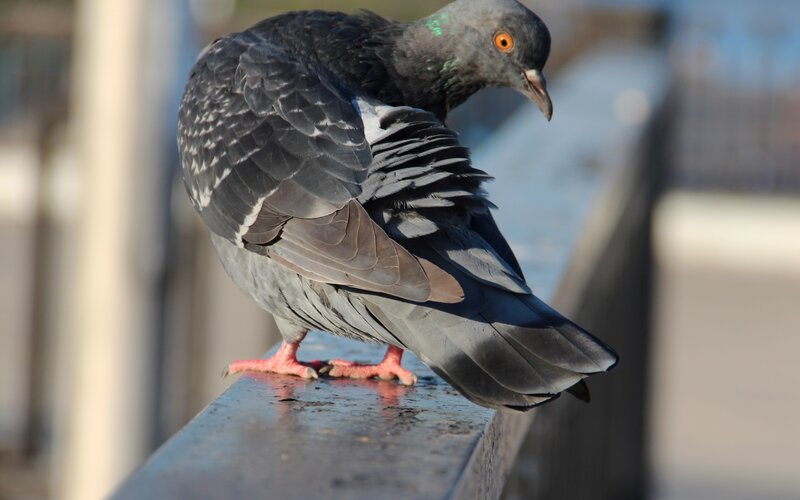Pigeon on a Railing — Gray