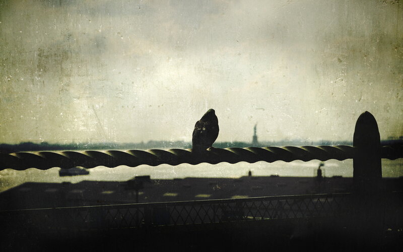 Pigeon on a railing with Statue of Liberty