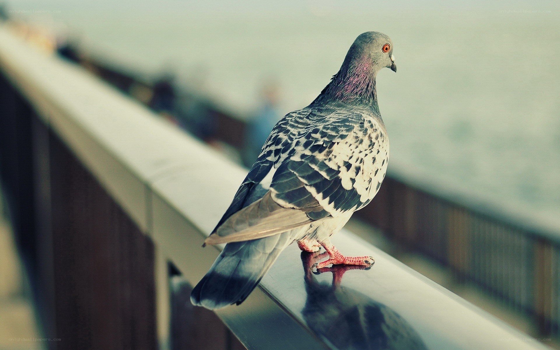 pigeon on a railing