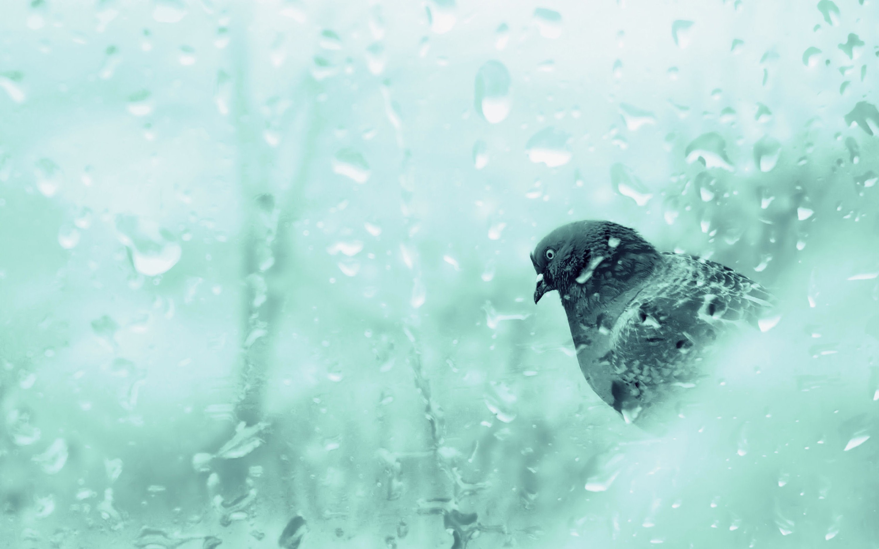 Pigeon on a rainy window