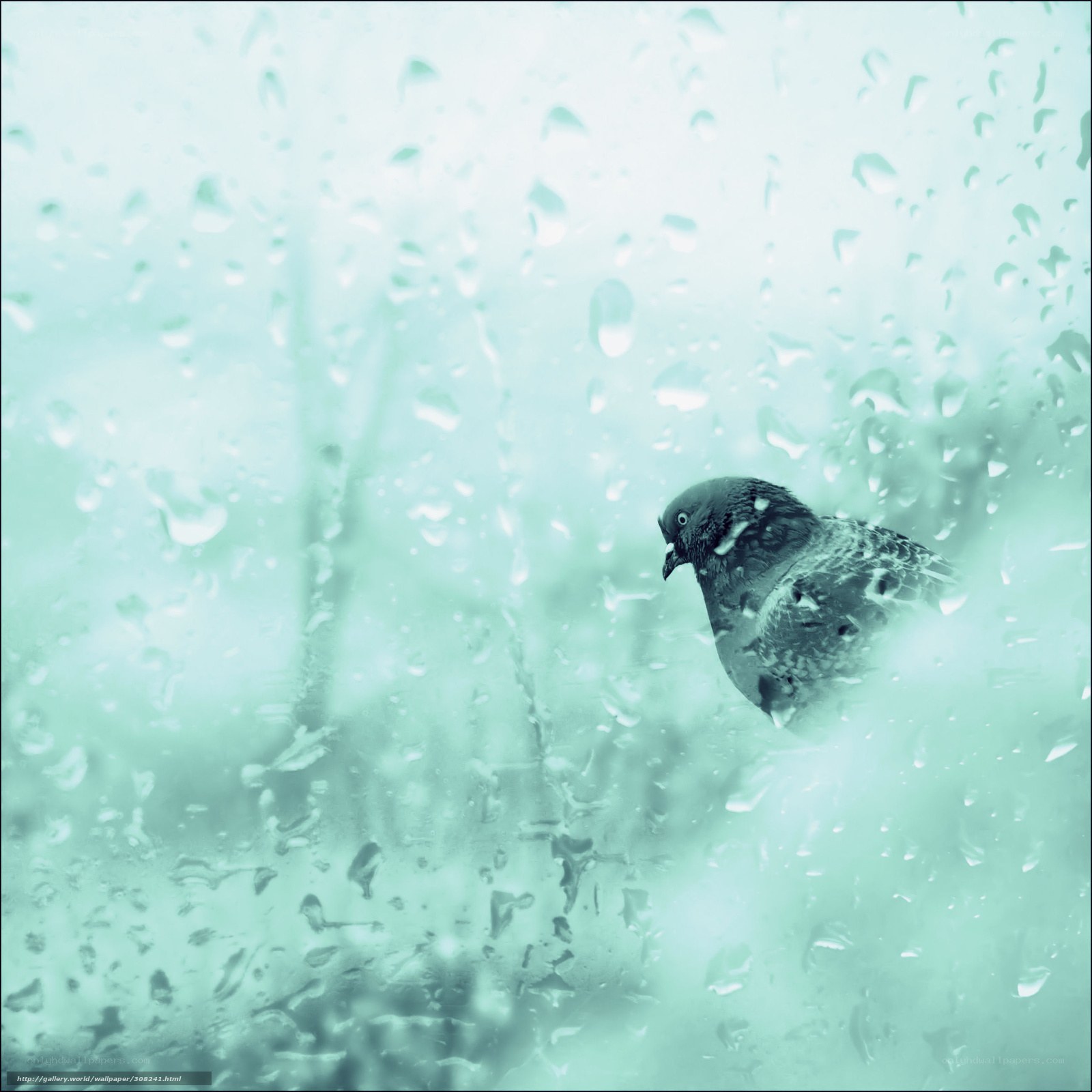 Pigeon on a rainy window