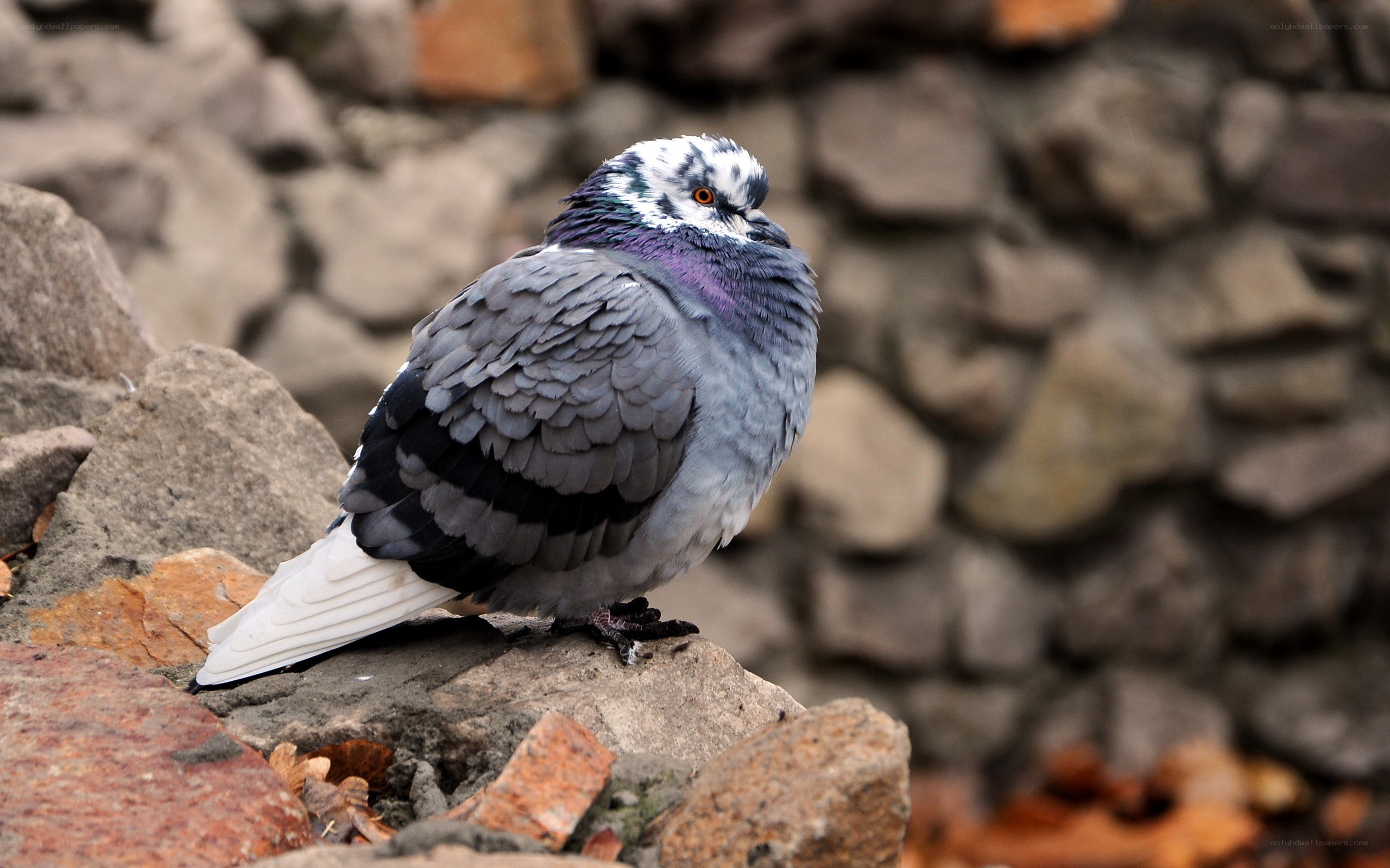 pigeon on a rock