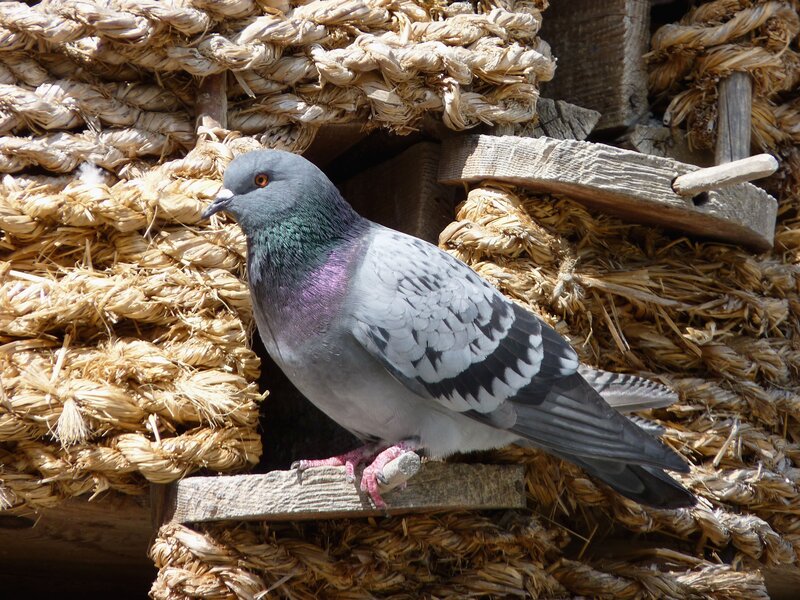 pigeon on a rope structure