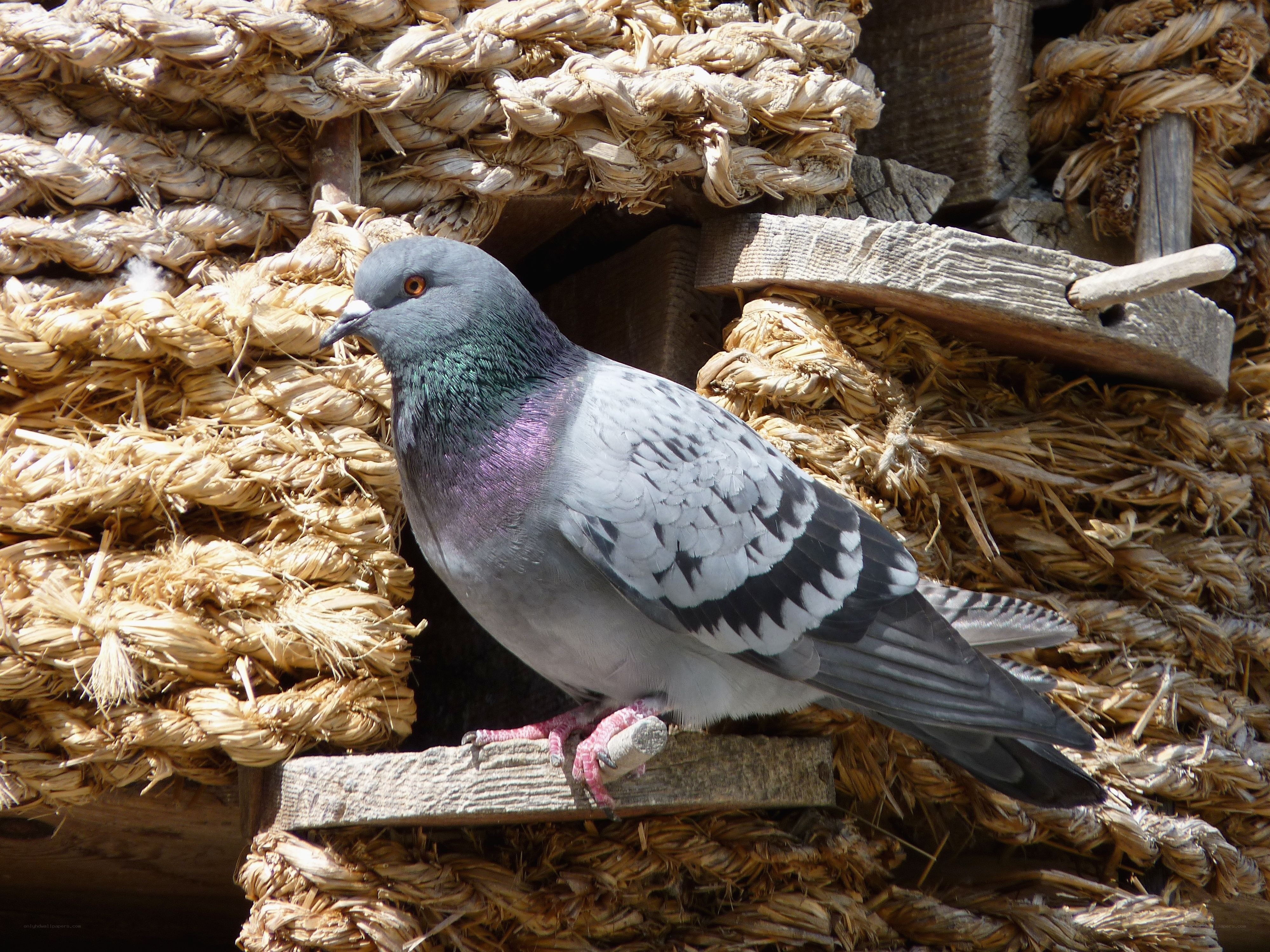 pigeon on a rope structure