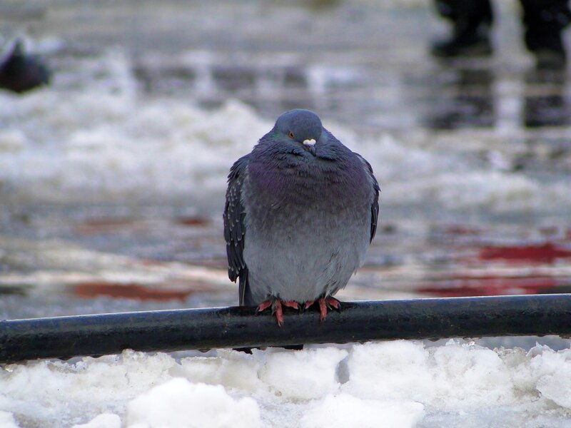 Pigeon on a snowy railing
