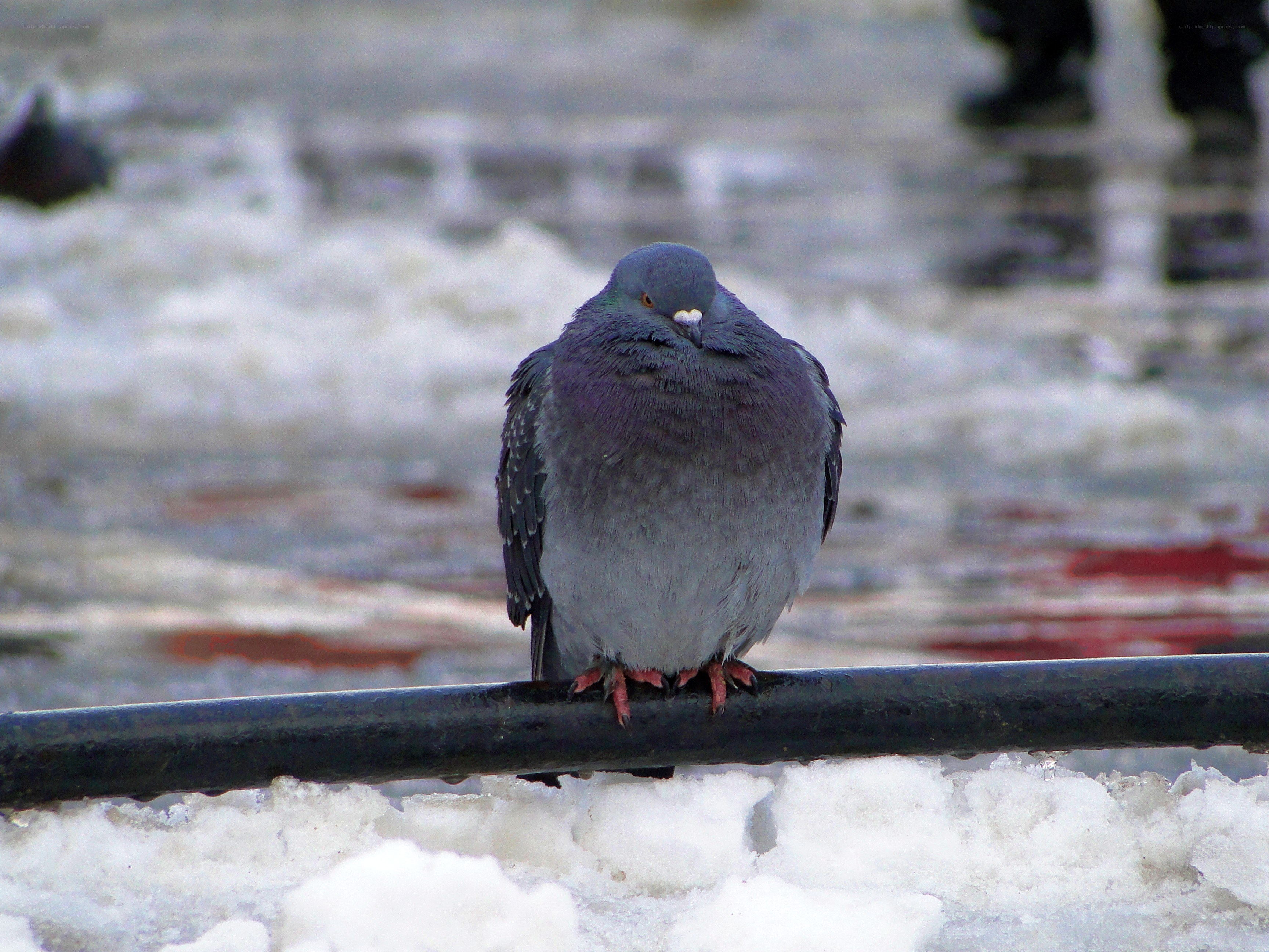 Pigeon on a snowy railing
