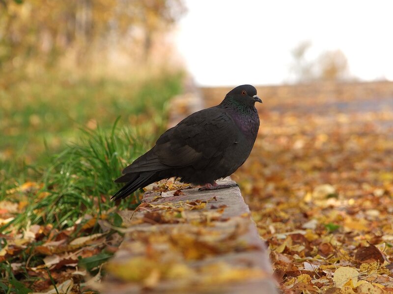 Pigeon on a stone ledge