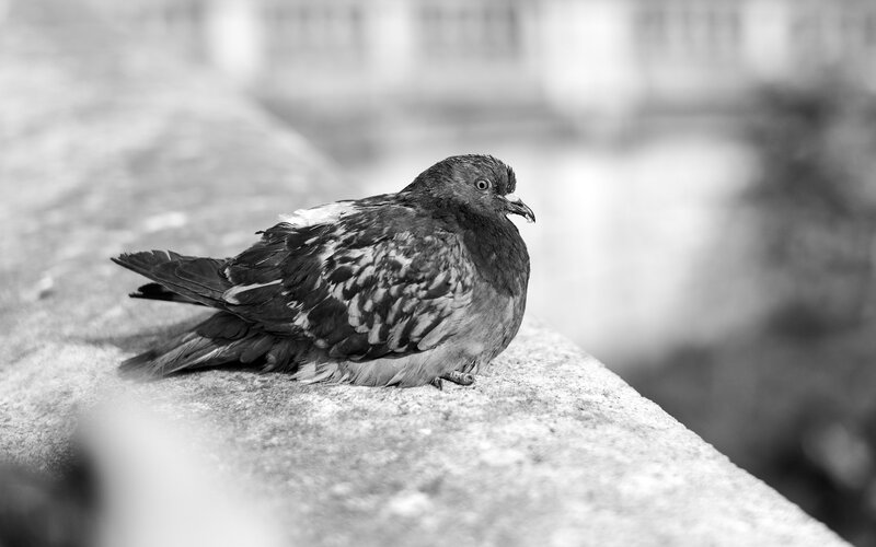 pigeon on a stone ledge