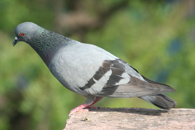 pigeon on a stone ledge