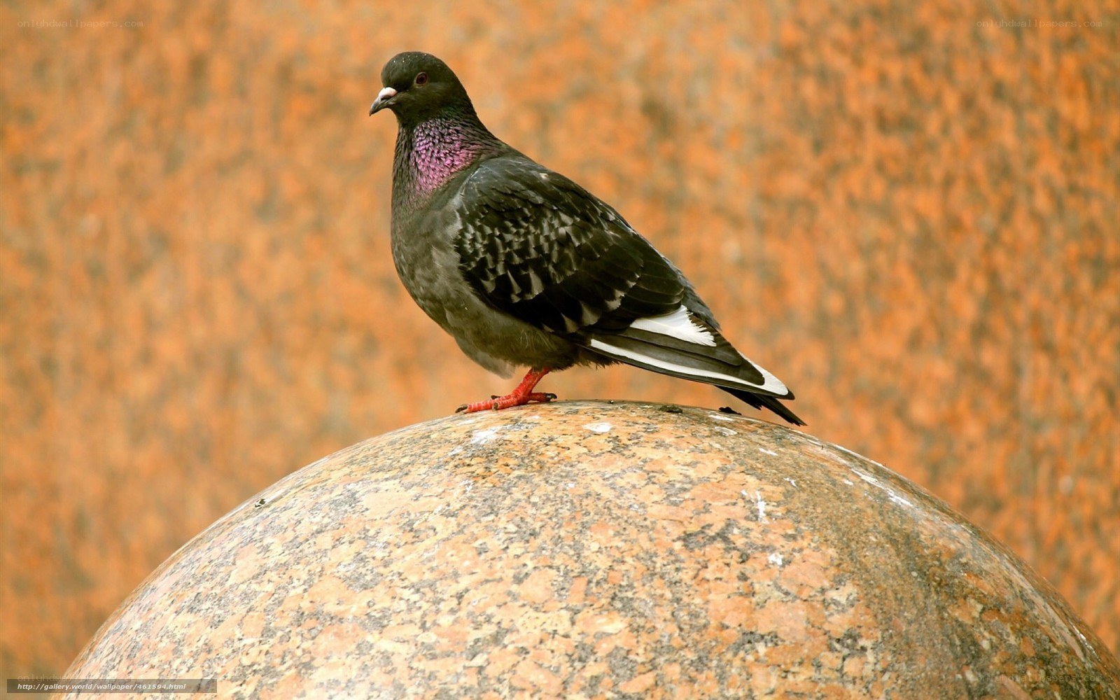 pigeon on a stone sphere