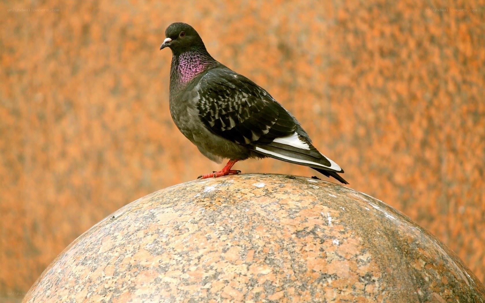 pigeon on a stone sphere