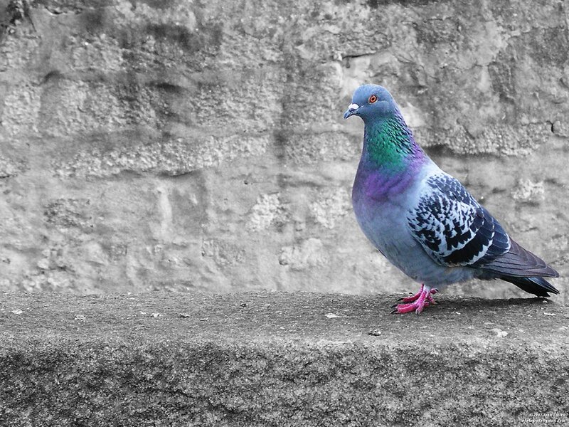 Pigeon on a stone wall