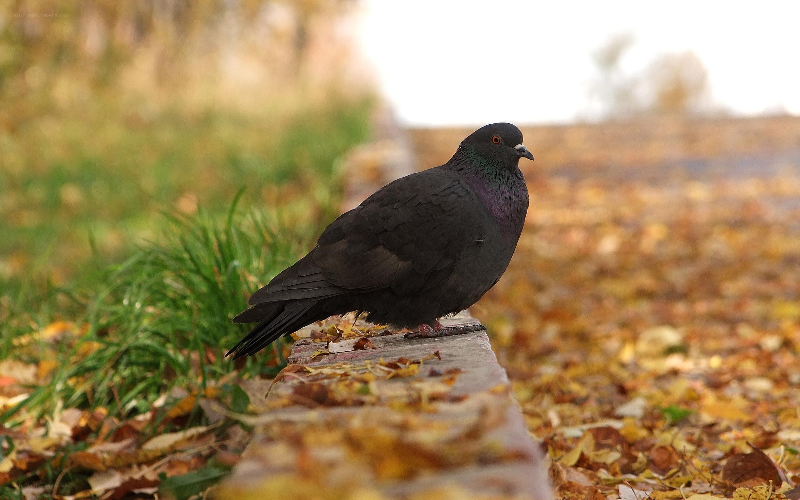 pigeon on a stone wall