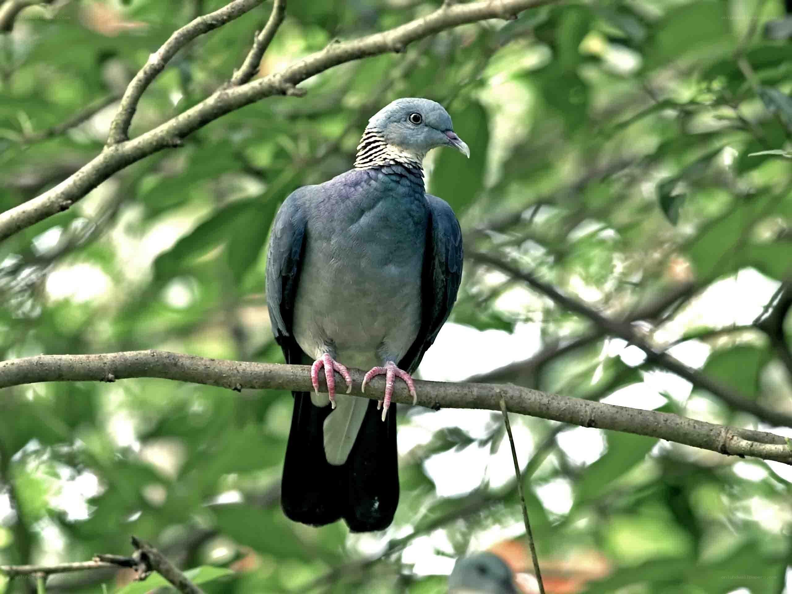 pigeon on a tree branch